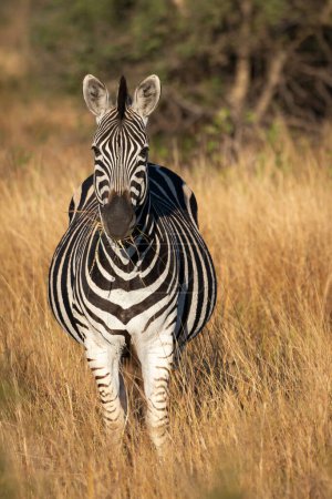 Photo for Plains zebra or common zebra (Equus quagga prev. Equus burchellii) standing in long, brown grass. Ngorongoro Conservation Area (NCA). Tanzania - Royalty Free Image