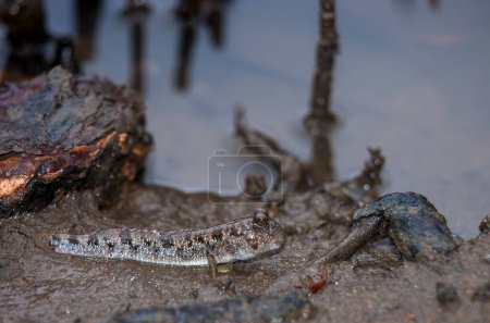 Foto de Mudskipper (Periophthalmus) descansando en el borde de un estanque en un manglar. KwaZulu Natal. Sudafrica. - Imagen libre de derechos