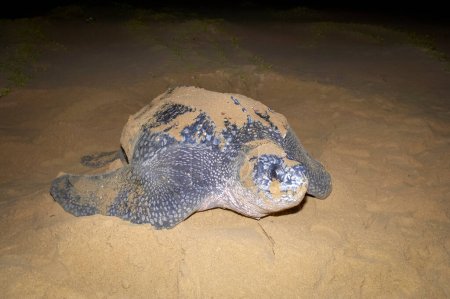 Foto de Leatherback Turtle (Dermochelys coriacea). Thongaland. KwaZulu Natal. Sudafrica - Imagen libre de derechos