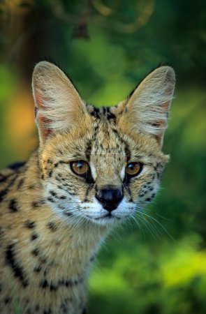 Photo for Serval Portrait (Leptailurus serval). greater St Lucia Wetland Park. KwaZulu-Natal. South Africa. - Royalty Free Image