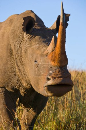 Téléchargez les photos : Rhinocéros blanc ou Rhinocéros à lèvres carrées (Ceratotherium simum). Réserve de chasse Itala. KwaZulu Natal. Afrique du Sud - en image libre de droit
