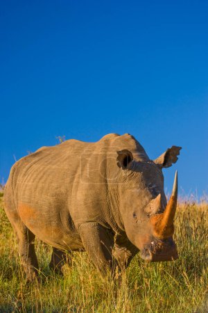 Téléchargez les photos : Rhinocéros blanc ou Rhinocéros à lèvres carrées (Ceratotherium simum). Réserve de chasse Itala. KwaZulu Natal. Afrique du Sud - en image libre de droit