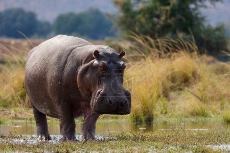 Hippopotame commun ou hippopotame (Hippopotame amphibie). Zambèze inférieur. Zambie
