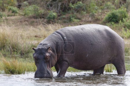 Photo for Common hippopotamus or hippo (Hippopotamus amphibius). Lower Zambezi. Zambia - Royalty Free Image