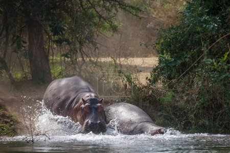 Photo for Common hippopotamus or hippo (Hippopotamus amphibius). Lower Zambezi. Zambia - Royalty Free Image