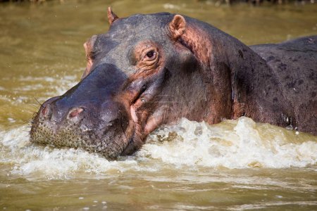 Photo for Hippopotamus (Hippopotamus amphibius). Isimangaliso Wetland Park (Greater St Lucia Wetland Park). KwaZulu Natal. South Africa - Royalty Free Image