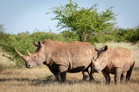 Foto de Rinoceronte blanco o rinoceronte de labio cuadrado (Ceratotherium simum). Provincia Noroeste. Sudafrica - Imagen libre de derechos