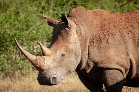 Foto de Rinoceronte blanco o rinoceronte de labio cuadrado (Ceratotherium simum). Provincia Noroeste. Sudafrica - Imagen libre de derechos