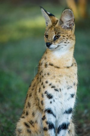 Photo for Serval (Leptailurus serval). KwaZulu Natal. South Africa - Royalty Free Image