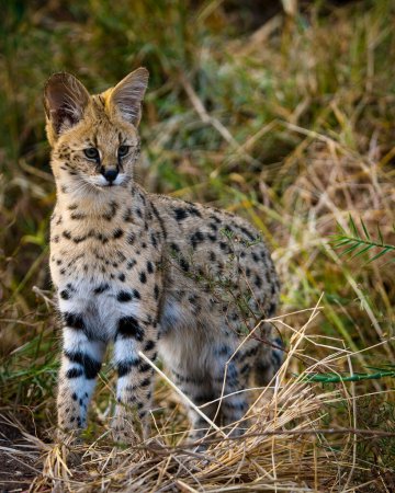 Photo for Serval (Leptailurus Serval). Northern Tuli Game Reserve.  Botswana - Royalty Free Image