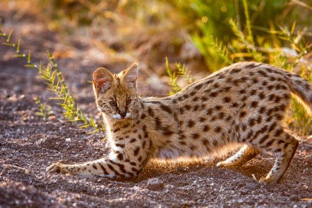 Photo for Serval (Leptailurus Serval). Northern Tuli Game Reserve.  Botswana - Royalty Free Image