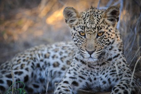 Photo for Leopard (Panthera pardus) juvenile (cub) with the most beautiful eyes. Central Kalahari. Botswana. - Royalty Free Image