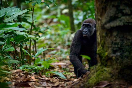 Gorille des plaines de l'Ouest (Gorilla gorilla gorilla) dans la forêt de Marantaceae. Parc national d'Odzala-Kokoua. Région de Cuvette-Ouest. République du Congo
