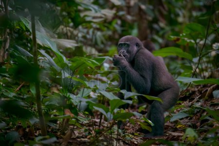 Photo for Western lowland gorilla (Gorilla gorilla gorilla) in Marantaceae forest. Odzala-Kokoua National Park. Cuvette-Ouest Region. Republic of the Congo - Royalty Free Image