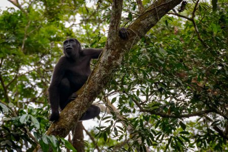Photo for Western lowland gorilla (Gorilla gorilla gorilla) in tree. Odzala-Kokoua National Park. Cuvette-Ouest Region. Republic of the Congo - Royalty Free Image