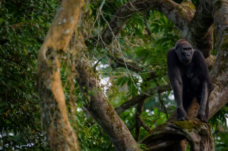 Photo for Western lowland gorilla (Gorilla gorilla gorilla) in tree. Odzala-Kokoua National Park. Cuvette-Ouest Region. Republic of the Congo (Congo Brazzaville). - Royalty Free Image