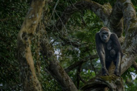 Photo for Western lowland gorilla (Gorilla gorilla gorilla) in Marantaceae forest. Odzala - Kokoua National Park. Cuvette-Ouest Region. Republic of the Congo - Royalty Free Image