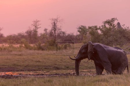 Foto de Elefante arbusto africano (Loxodonta africana) tomando un baño de barro en un pozo de agua al atardecer. Delta del Okavango. Botswana - Imagen libre de derechos