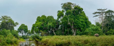 Foto de Elefante forestal africano (Loxodonta cyclotis) y el río Lekoli. Parque Nacional Odzala-Kokoua. Región de Cuvette-Ouest. República del Congo - Imagen libre de derechos