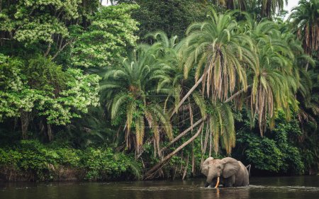 Afrikanischer Waldelefant (Loxodonta cyclotis) und der Fluss Lekoli. Nationalpark Odzala-Kokoua. Cuvette-Ouest. Republik Kongo