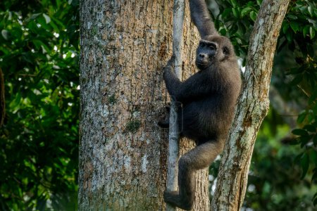 Photo for Western lowland gorilla (Gorilla gorilla gorilla) in Marantaceae forest. Odzala - Kokoua National Park. Cuvette-Ouest Region. Republic of the Congo, (Congo Brazzaville). - Royalty Free Image