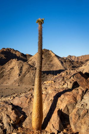 Photo for Halfmens or elephant's trunk (Pachypodium namaquanum) in typical mountain desert environment. Richtersveld. Northern Cape. South Africa. - Royalty Free Image
