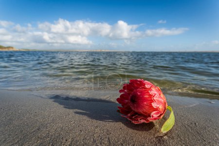 Photo for Protea flower lying on the  Kleinrivier (or Klein River) Estuary shore at Grotto Beach with clouds hanging over the Kleinrivier Mountains. Hermanus, Whale Coast, Overberg, Western Cape, South Africa. - Royalty Free Image
