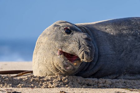Avistamiento raro de una vaga foca elefante del sur (Mirounga leonina) en la playa de Onrus cerca de Hermanus, costa de ballenas, Overberg, Cabo Occidental, Sudáfrica.