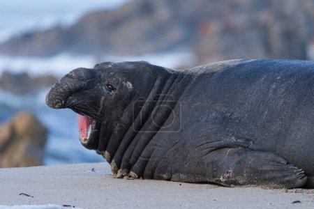 Avistamiento raro de una vaga foca elefante del sur (Mirounga leonina) en la playa de Onrus cerca de Hermanus, costa de ballenas, Overberg, Cabo Occidental, Sudáfrica.
