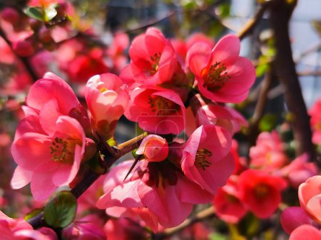 The flowers of Chaenomeles japonica or the  Japanese quince or Maule's quince Poster 647456030