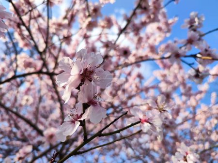 Beautiful pink sakura flowers in spring