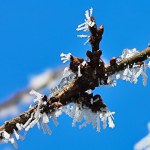 frozen tree branch covered with hoarfrost