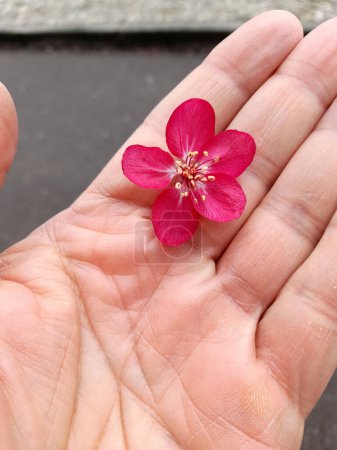 Fuchsienblüte in der Hand eines Mannes im Frühling