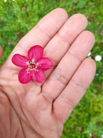 Flor fucsia en la mano de un hombre en primavera