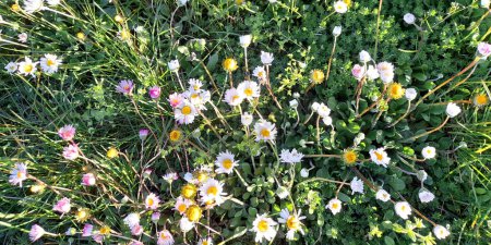 White daisies in the meadow in spring