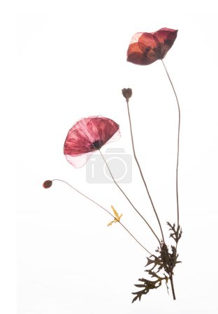 Two pressed red poppies isolated on a white background. High quality photo