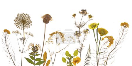 Dried yellow flowers composition of pressed flowers. isolated on white background. High quality photo