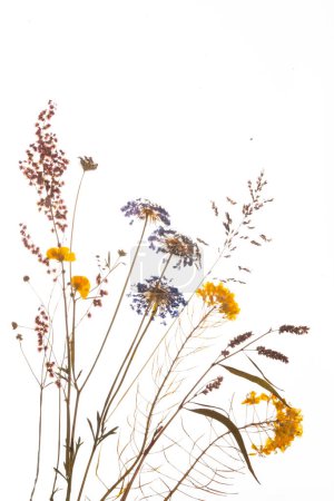 Téléchargez les photos : Fleurs jaunes séchées composition des fleurs pressées. isolé sur fond blanc. Photo de haute qualité - en image libre de droit