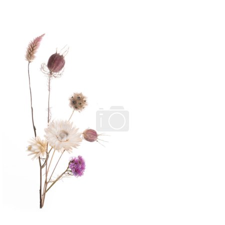 Rosa y púrpura flores secas y prensadas y hierba sobre un fondo blanco. Foto de alta calidad