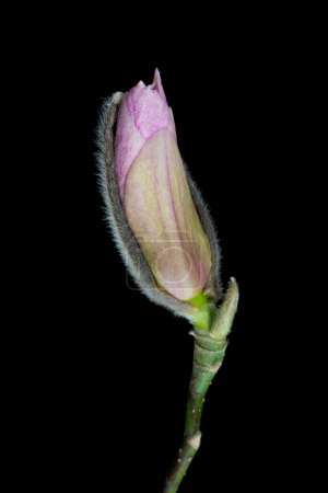 Foto de Tierna flor de magnolia rosa aislado en negro.. Foto de alta calidad - Imagen libre de derechos