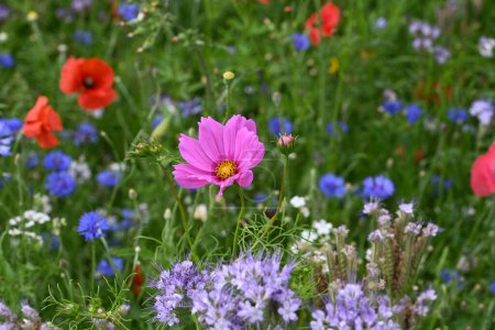 Carretera flores amapolas y otras flores anuales. Foto de alta calidad