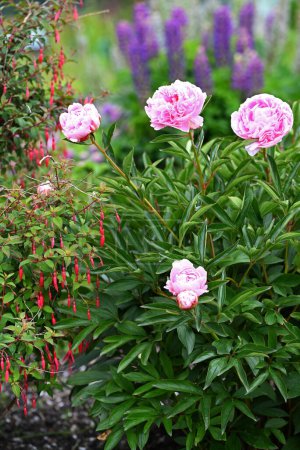Téléchargez les photos : Belle pivoine rose dans un jardin fleuri. Photo de haute qualité - en image libre de droit
