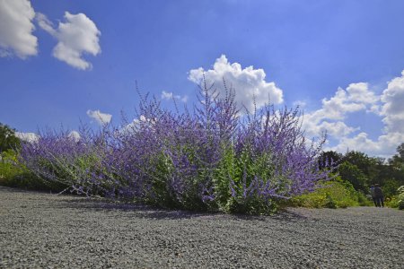 grupo púrpura floreciente de Perovskia atriplicifolia. Foto de alta calidad