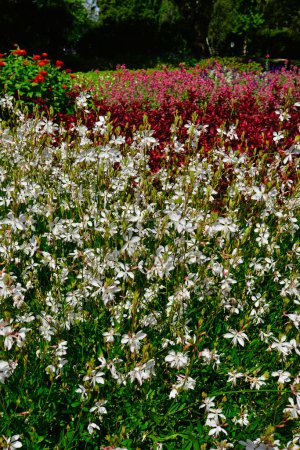 Téléchargez les photos : Beau jardin fleuri annuel coloré, Grugapark Allemagne. Photo de haute qualité - en image libre de droit