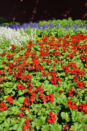 Téléchargez les photos : Beau jardin de fleurs de géranium rouge, Grugapark Allemagne. Photo de haute qualité - en image libre de droit