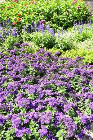 Téléchargez les photos : Magnifique et coloré jardin d'Agaratumflower, Grugapark Allemagne. Photo de haute qualité - en image libre de droit