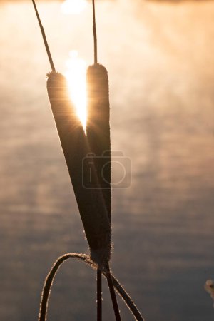 Foto de Cattail de hoja ancha en la salida del sol en el hermoso amanecer de invierno por la mañana. Foto de alta calidad - Imagen libre de derechos
