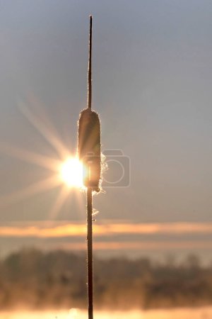 Téléchargez les photos : Quenouille à feuilles larges au lever du soleil sur beau lever du soleil matin d'hiver. Photo de haute qualité - en image libre de droit
