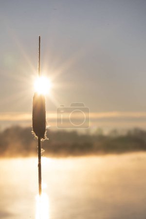 Téléchargez les photos : Quenouille à feuilles larges au lever du soleil sur beau lever du soleil matin d'hiver. Photo de haute qualité - en image libre de droit
