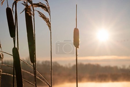Foto de Cattail de hoja ancha en la salida del sol en el hermoso amanecer de invierno por la mañana. Foto de alta calidad - Imagen libre de derechos